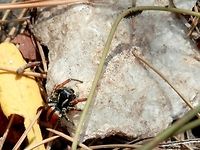 Philaeus chrysops spotting it's prey The end of the road<br />
https://www.jungledragon.com/image/52147/the_end_of_the_road.html<br />
Dinner is served - ladybug larva<br />
https://www.jungledragon.com/image/52146/dinner_is_served_-_ladybug_larva.html Greece,Philaeus chrysops,Thasos Island
