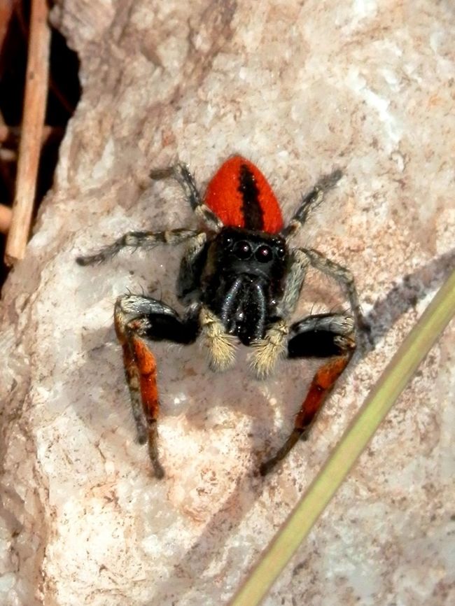 Philaeus chrysops close-up  Geotagged,Greece,Philaeus chrysops,Spring,Thasos Island
