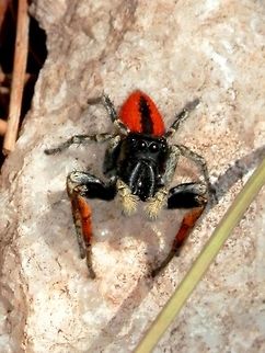 Philaeus chrysops close-up  Geotagged,Greece,Philaeus chrysops,Spring,Thasos Island