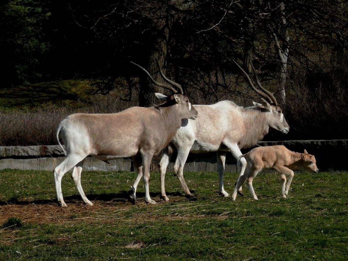 Addax family at the Sofia zoo  Addax,Addax nasomaculatus,Bulgaria,Geotagged,Sofia Zoo,Winter