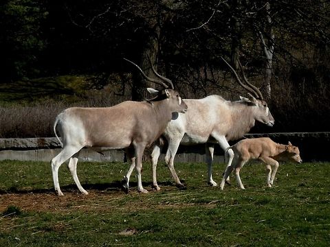 Addax family at the Sofia zoo  Addax,Addax nasomaculatus,Bulgaria,Geotagged,Sofia Zoo,Winter