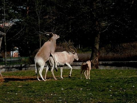 Addax working on the next generation  Addax,Addax nasomaculatus,Bulgaria,Geotagged,Sofia Zoo,Winter