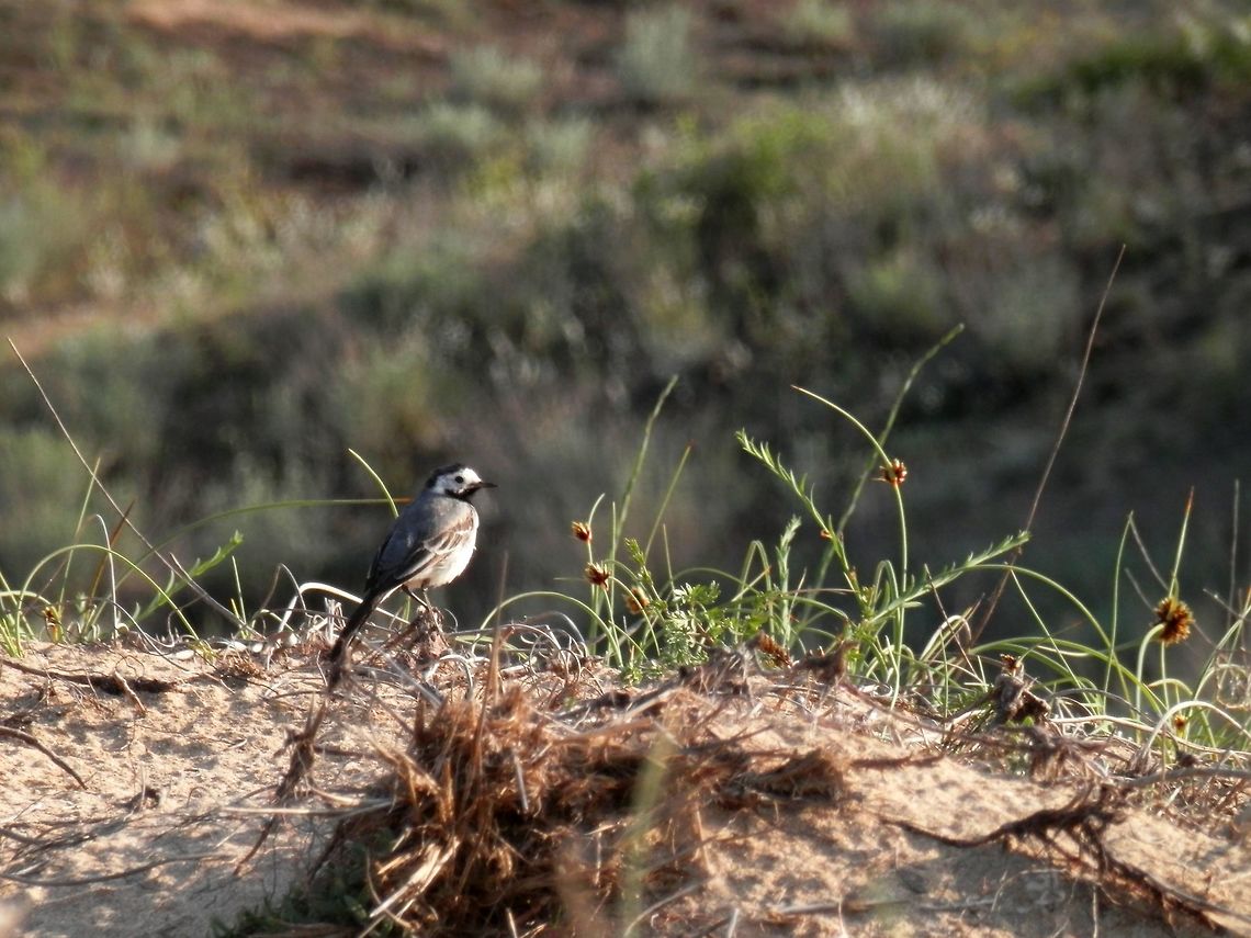 White wagtail on sand dunes  Bulgaria,Motacilla alba,White wagtail
