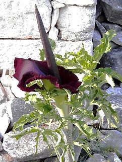 Dragon Arum  Dracunculus vulgaris,Dragon Arum,Geotagged,Greece,Spring,Thasos Island