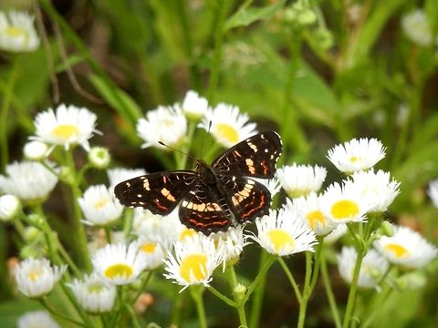 Map butterfly summer generation Araschnia levana ssp. levana f. prorsa Araschnia levana,Bulgaria,Geotagged,Map,Summer