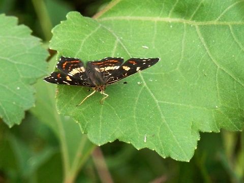 Map butterfly Araschnia levana ssp. levana f. prorsa - summer generation Araschnia levana,Bulgaria,Geotagged,Map,Summer