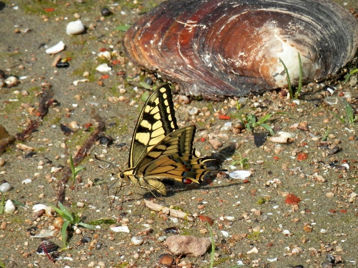 Old World swallowtail at the Danube  Bulgaria,Geotagged,Old World swallowtail,Papilio machaon,Summer