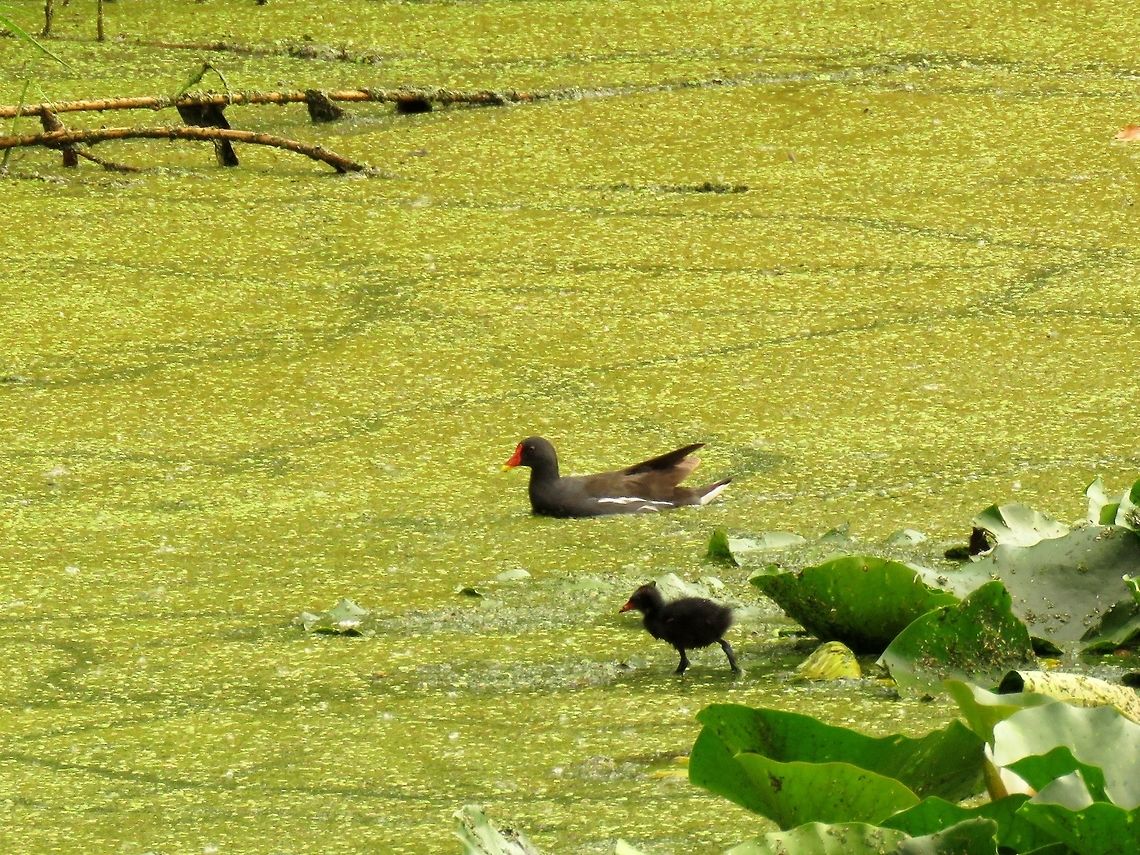 Common moorhen with chick A juvenile<br />
<figure class="photo"><a href="https://www.jungledragon.com/image/53072/common_moorhen_juvenile.html" title="Common moorhen juvenile"><img src="https://s3.amazonaws.com/media.jungledragon.com/images/651/53072_thumb.JPG?AWSAccessKeyId=05GMT0V3GWVNE7GGM1R2&Expires=1759968010&Signature=rY3dexgB8U38hiFz%2Bq8fjoehKuA%3D" width="200" height="150" alt="Common moorhen juvenile This is the parent with a younger chick<br />
https://www.jungledragon.com/image/53071/common_moorhen_with_chick.html Bulgaria,Common Moorhen,Gallinula chloropus,Geotagged,Summer" /></a></figure> Bulgaria,Common Moorhen,Gallinula chloropus,Geotagged,Summer