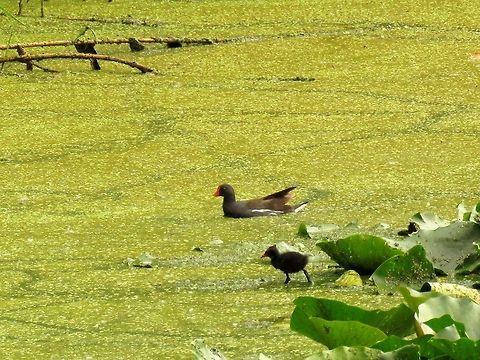 Common moorhen with chick A juvenile
https://www.jungledragon.com/image/53072/common_moorhen_juvenile.html Bulgaria,Common Moorhen,Gallinula chloropus,Geotagged,Summer
