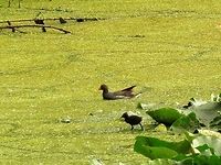 Common moorhen with chick A juvenile<br />
https://www.jungledragon.com/image/53072/common_moorhen_juvenile.html Bulgaria,Common Moorhen,Gallinula chloropus,Geotagged,Summer