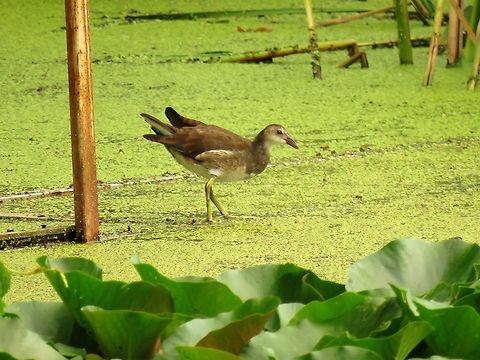 Common moorhen juvenile This is the parent with a younger chick
https://www.jungledragon.com/image/53071/common_moorhen_with_chick.html Bulgaria,Common Moorhen,Gallinula chloropus,Geotagged,Summer