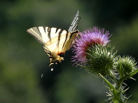 Scarce swallowtail  Bulgaria,Emen canyon,Geotagged,Iphiclides podalirius,Negovanka river,Scarce Swallowtail,Summer