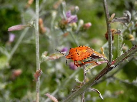 Mediterranean shield bug  Bulgaria,Carpocoris purpureipennis,Emen canyon,Geotagged,Summer