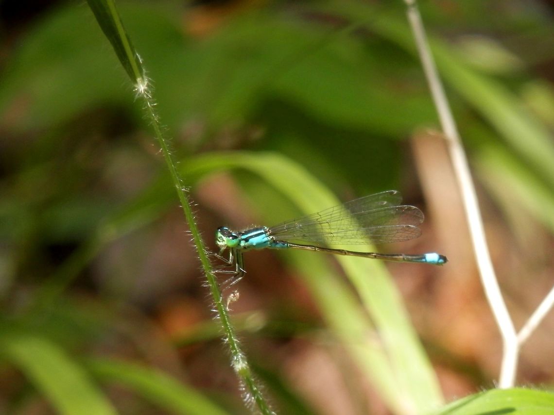 Blue-tailed damselfly  Blue-tailed damselfly,Bulgaria,Emen canyon,Ischnura elegans