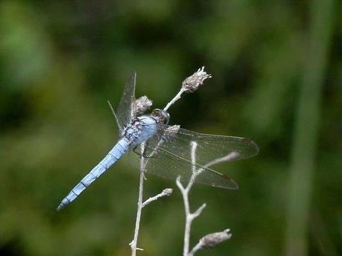 Southern skimmer  Bulgaria,Emen canyon,Geotagged,Orthetrum brunneum,Southern Skimmer,Summer
