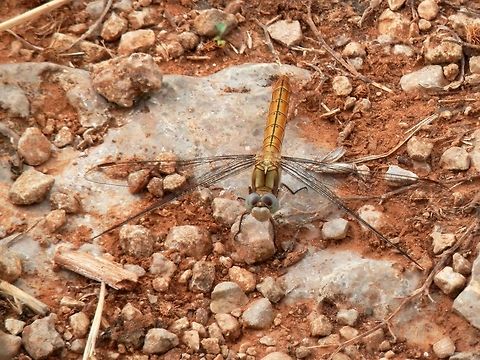 Southern skimmer female  Bulgaria,Emen canyon,Geotagged,Orthetrum brunneum,Southern Skimmer,Summer