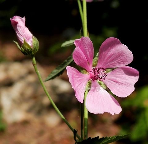 Hemp-leaved hollyhock  Althaea cannabina,Bulgaria,Emen canyon,Geotagged,Summer