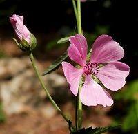Hemp-leaved hollyhock  Althaea cannabina,Bulgaria,Emen canyon,Geotagged,Summer