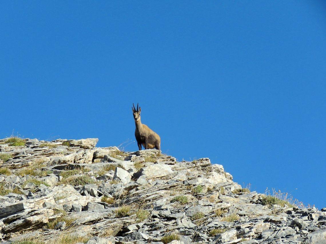 Balkan chamois  Chamois,Greece,Rupicapra rupicapra,Rupicapra rupicapra balcanica