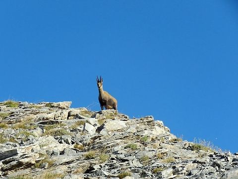 Balkan chamois  Chamois,Greece,Rupicapra rupicapra,Rupicapra rupicapra balcanica