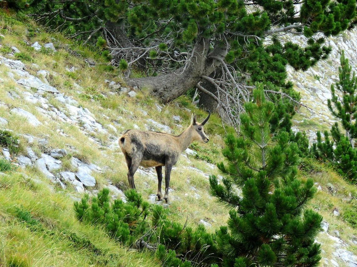 Balkan chamois close-up<br />
<figure class="photo"><a href="https://www.jungledragon.com/image/55751/balkan_chamois_close-up.html" title="Balkan chamois close-up"><img src="https://s3.amazonaws.com/media.jungledragon.com/images/651/55751_thumb.JPG?AWSAccessKeyId=05GMT0V3GWVNE7GGM1R2&Expires=1759968010&Signature=0UQ4gzI8kzI2Ks6qVHe%2FCX6FyJ0%3D" width="200" height="150" alt="Balkan chamois close-up Happy holidays! Chamois,Greece,Rupicapra rupicapra,Rupicapra rupicapra balcanica" /></a></figure> Chamois,Greece,Rupicapra rupicapra,Rupicapra rupicapra balcanica