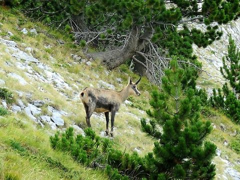 Balkan chamois close-up
https://www.jungledragon.com/image/55751/balkan_chamois_close-up.html Chamois,Greece,Rupicapra rupicapra,Rupicapra rupicapra balcanica
