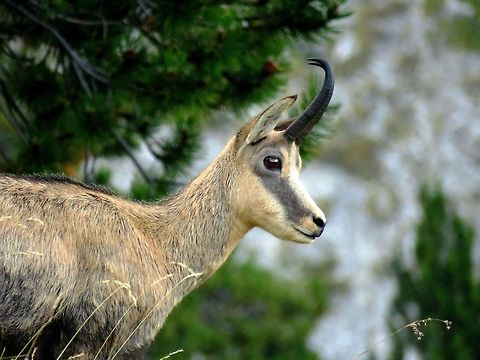 Balkan chamois close-up Happy holidays! Chamois,Greece,Rupicapra rupicapra,Rupicapra rupicapra balcanica