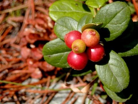 Lingonberry HAPPY NEW YEAR! Bulgaria,Geotagged,Lingonberry,Vaccinium vitis-idaea