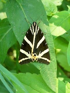 Jersey tiger moth  Bulgaria,Euplagia quadripunctaria,Geotagged,Jersey Tiger,Summer