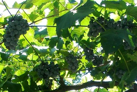 Grape vine Vitis vinifera subsp. vinifera

This is a traditional way of growing the vines on an elevated frame in the backyard. In Bulgarian it is called asma. Bulgaria,Common grape vine,Vitis vinifera,grape,grapes