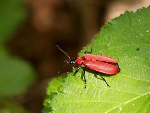 Cardinal beetle  Bulgaria,Cardinal beetle,Pyrochroa coccinea