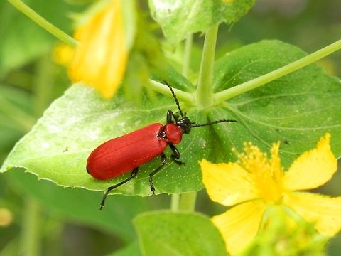 Cardinal beetle on St John's wort  Bulgaria,Cardinal beetle,Pyrochroa coccinea