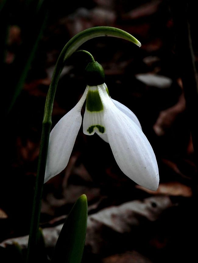 Giant snowdrop close-up  Bulgaria,Elwes's snowdrop,Galanthus elwesii,Sofia