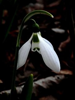 Giant snowdrop close-up  Bulgaria,Elwes's snowdrop,Galanthus elwesii,Sofia