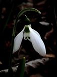 Giant snowdrop close-up  Bulgaria,Elwes's snowdrop,Galanthus elwesii,Sofia