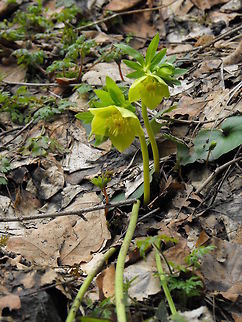 Fragrant hellebore (Helleborus odorus) This is one of the first flowers to emerge in early spring. Bulgaria,Geotagged,Helleborus cyclophyllus,Helleborus odorus,Vitosha Mountain Nature Park