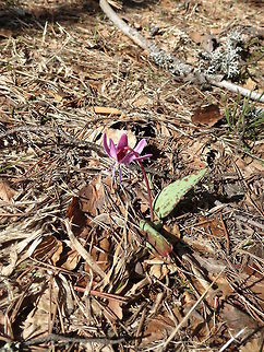 Dogtooth violet This is one of the first flowers to emerge in early spring. Bulgaria,Erythronium dens-canis,Geotagged