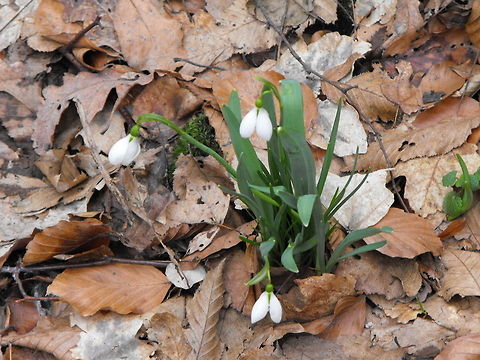 Snowdrop This is one of the first flowers to emerge in early spring. Bulgaria,Elwes's snowdrop,Galanthus elwesii,Geotagged,Vitosha Mountain Nature Park