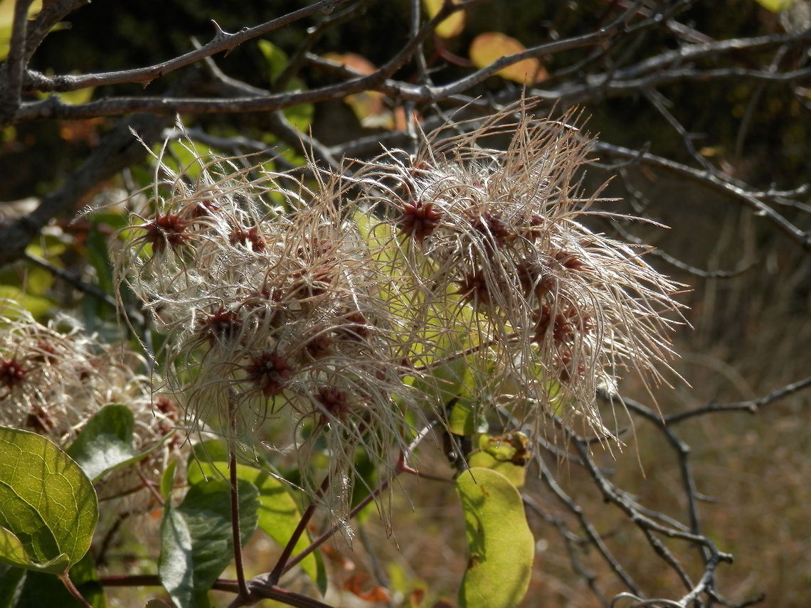 Old man's beard Also known as Traveller&#039;s Joy Bulgaria,Clematis vitalba,Geotagged