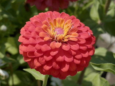 Garden Zinnia Something to brighten up a rainy day. Bulgaria,Geotagged,Zinnia elegans
