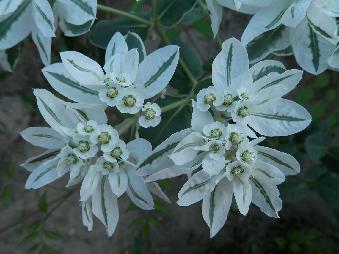 Snow on the Mountain  Bulgaria,Euphorbia marginata,Geotagged