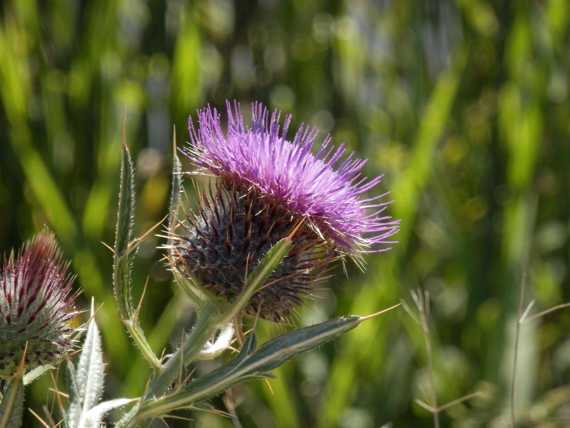 Spear Thistle  Bulgaria,Cirsium vulgare,Geotagged,Spear Thistle,Thistle