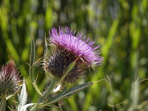 Spear Thistle  Bulgaria,Cirsium vulgare,Geotagged,Spear Thistle,Thistle