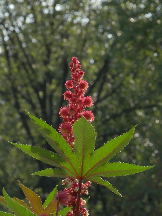 Castor oil plant  Bulgaria,Castor oil plant,Geotagged,Ricinus communis