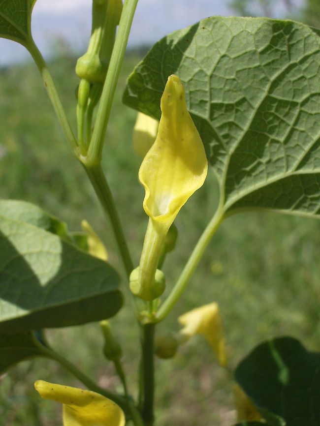 Aristolochia clematitis  Aristolochia clematitis,Bulgaria,Geotagged