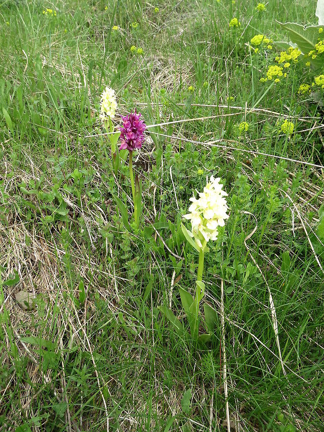 Elder-flowered Orchid Yellow and purple forms captured on the Vitosha Mountain. The Swedish name is Adam och Eva. Bulgaria,Dactylorhiza sambucina,Elder-flowered Orchid,Geotagged,Orchids,Vitosha Mountain Nature Park