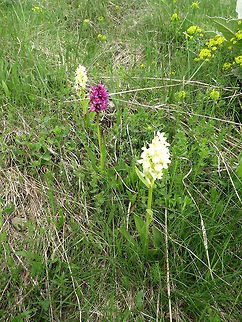 Elder-flowered Orchid Yellow and purple forms captured on the Vitosha Mountain. The Swedish name is Adam och Eva. Bulgaria,Dactylorhiza sambucina,Elder-flowered Orchid,Geotagged,Orchids,Vitosha Mountain Nature Park