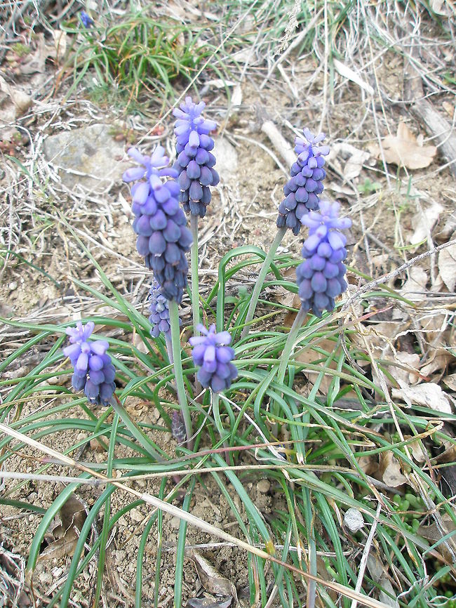 Grape Hyacinth  Bulgaria,Geotagged,Grape Hyacinth,Muscari botryoides