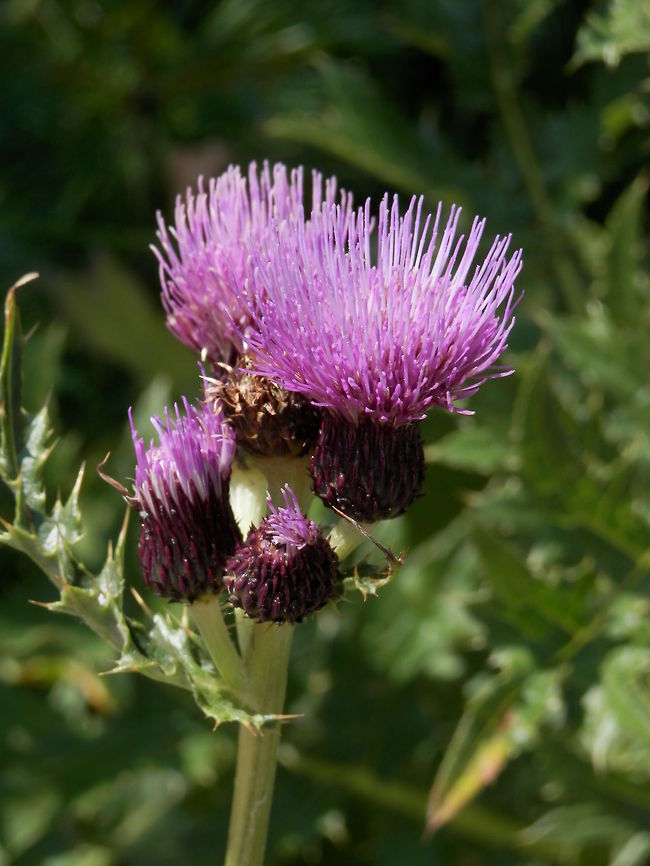 Creeping Thistle  Bulgaria,Cirsium arvense,Geotagged,Thistle