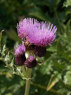 Creeping Thistle  Bulgaria,Cirsium arvense,Geotagged,Thistle